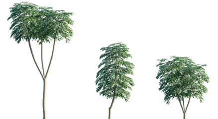 Set of Heteropanax fragrans isolated png in sunny daylight on a transparent background perfectly cutout