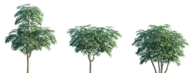 Set of Heteropanax fragrans isolated png in sunny daylight on a transparent background perfectly...