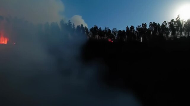 Amazon Rainforest Under Fire: The Impact of Wildfires and Climate Change