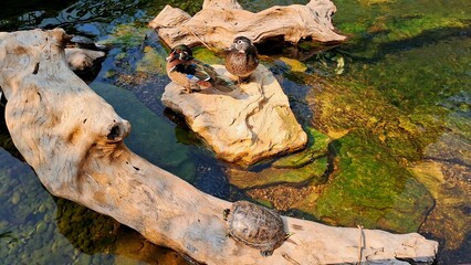 Aquatic habitat with pond slider turtle and wood ducks