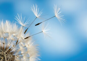 Obraz premium Dandelion Seeds Floating on a Gentle Breeze Against a Blue Sky