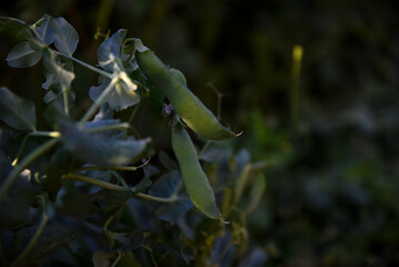 Field bean plants, green beans on a rural farm, pea, Pea in the vegatable garden. Vicia faba, also known in the culinary sense as the pea, fava bean, or faba bean is a species.