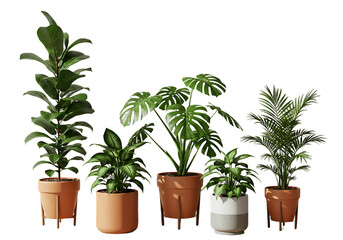 plants in pots