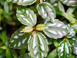 A detailed close up of aluminum plant leaves showing unique silver patterns on a fresh green background. Perfect for illustrating tropical houseplants, botany themes, or natural foliage textures