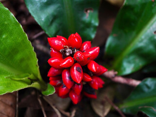 Close-up of red fruit cluster from Palisota barteri, a tropical wild plant found in natural forest environments