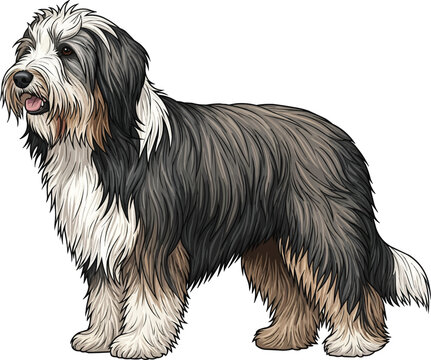 Bearded Collie dog standing side profile view vector illustration