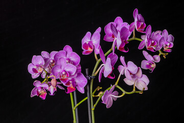 Floral concept. Orchid growing tips.  Most commonly grown house plants. Orchids blossom close up. Orchid flower pink and yellow bloom. Phalaenopsis orchid.