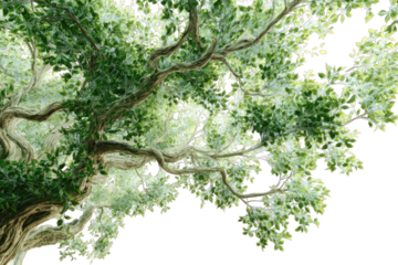 Lush tree canopy viewed from below