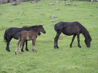 Obraz premium caballos