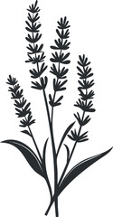 Naklejka premium Black and white illustration of lavender plant with stems, leaves, and flowers isolated on white background