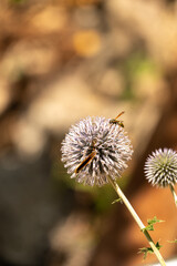 thistle flower in bloom