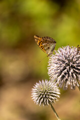 butterfly on thistle