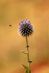 thistle in the sunset