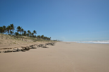 Praia com coqueiros e ondas