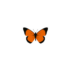 butterfly on white background
