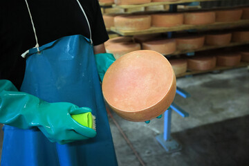 The Leelanau Cheese Store in Suttons Bay, MI, has it's own cheese cellar, like a wine cellar.  They make their own cheese.  2,000 wheels of cheese ageing.