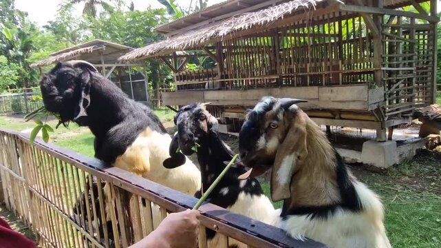 Three goats, actively eating green foliage that is being offered to them or that they are reaching for