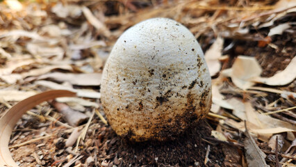 An egg shape big Dyeball fungus or Dead Man's Foot (probably Pisolithus arrhizus) under an eucalyptus tree in eastern Mediterranean region in August