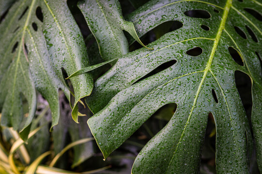 Giant monstera green leaf texture indoor plant - Powered by Adobe