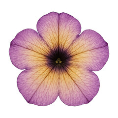 PNG Vibrant purple flower petal art