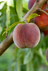 Ripe fuzzy peach on branch surrounded by green leaves ready for picking harvest. Natural garden fruit grown organically. Close up view of juicy delicious fruit.