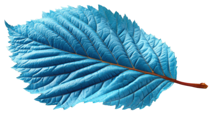 Radiant Leaf: An artistic portrayal of a vibrant blue leaf, showcasing intricate details and a touch of botanical artistry.