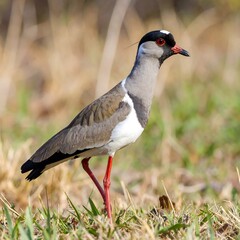 Close-up of a beautiful bird, displaying its striking plumage and bright red legs, amidst a field of grass.