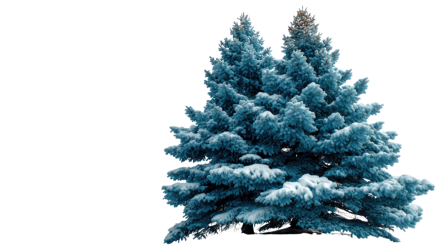 Frost-Kissed Evergreen: Capturing a striking close-up of a snow-dusted evergreen, showcasing its natural beauty, serene, and majestic. - Powered by Adobe