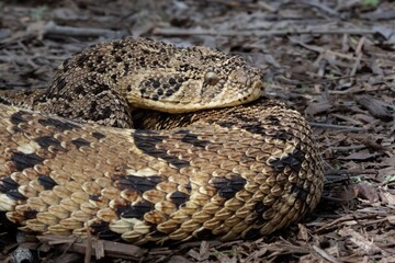 Closeup of a Puff Adder, Bitis Arietans, in natural habitat