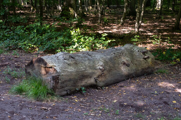Fototapeta premium Large piece of tree in forest with thousands of tiny insect holes, natural texture and signs of decay