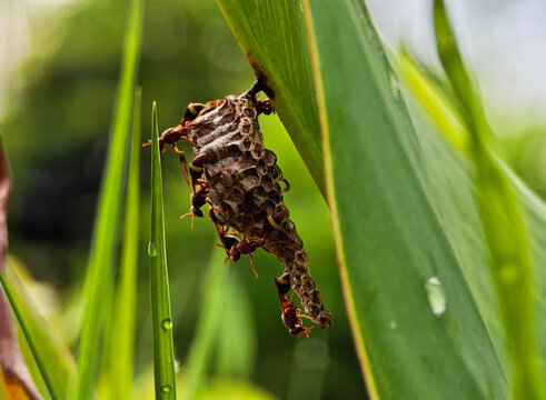 A wasp is building a nest on a leaf.