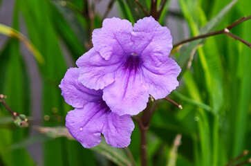 Obraz premium Purple flower or Ruellia tuberosa Linn
