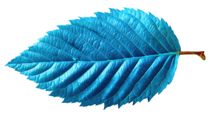 Vibrant Leaf: A close-up shot captures the intricate details of a vividly colored leaf, showcasing its textured surface, veined structure, and natural beauty.