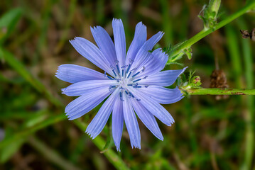 Close up of a chicory flower