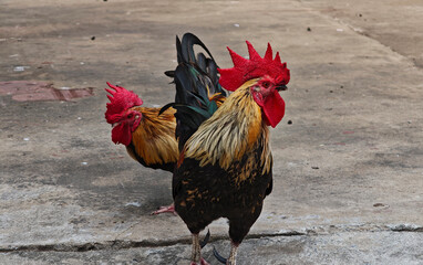 local chicken in a garden