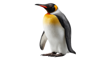 Majestic King Penguin Portrait: A regal king penguin stands tall in a studio shot, its striking plumage and distinctive features showcased in perfect detail, embodying grace and dignity.