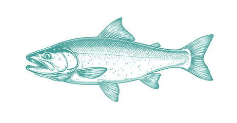 Obraz premium Fish sketch salmon trout. Vintage retro print, black white salmon trout fish sketch ink pencil style drawing, linear drawing, engrave old school. Sketch artwork salmon trout fish. Illustration