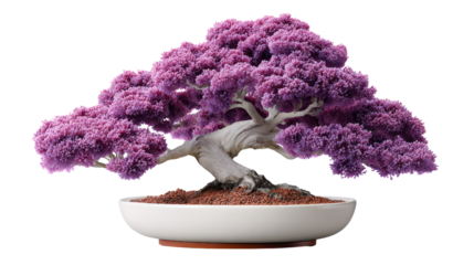 Bonsai Tranquility: Capturing the essence of miniature landscapes, this exquisite bonsai showcases vibrant purple foliage and meticulous cultivation, inviting contemplation and harmony.