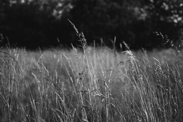 Golden hour light falling on tall grass in a summer meadow with trees in the background