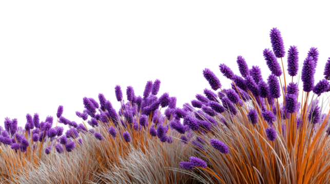 Floral Whispers: An artful composition of vibrant purple lavender blooms intertwined with golden grass, evoking a sense of natural beauty and tranquility. 