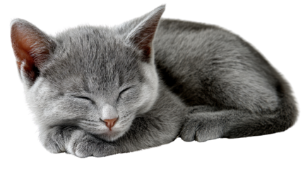 Dreamy Nap: A tranquil scene unfolds as a charming gray kitten enjoys a peaceful slumber, conveying serenity and relaxation.
