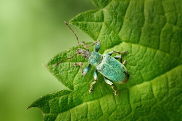 Nessel-Blattrüssler (Phyllobius pomaceus) von oben auf einem grünen Blatt - Sulz am Neckar, Deutschland