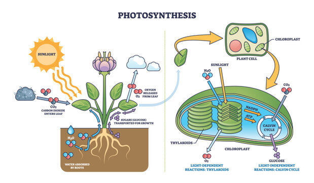 Photosynthesis shows sunlight, plant, and chloroplasts converting CO2 and water into oxygen and glucose. Outline diagram