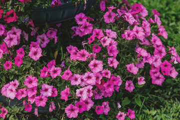 Bright pink flowers bloom abundantly in garden during sunny day