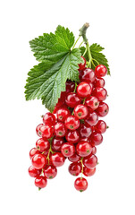Closeup studio shot of a bunch of vibrant red currants with leaves