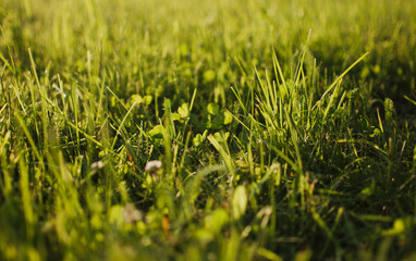 Closeup of grass illuminated by golden sunset rays in a summer meadow
