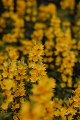 Bright yellow flowers bloom in a vibrant garden during springtime
