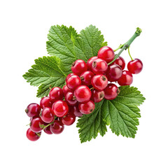 Cluster of Red Currants with Fresh Green Leaves on a White Background