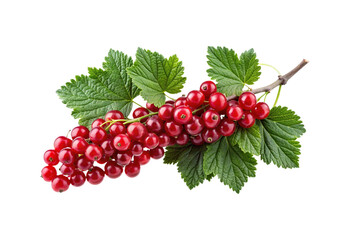 Vibrant bunch of red currants with fresh green leaves isolated on white