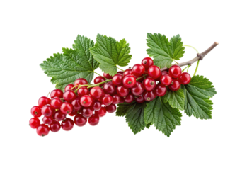 Vibrant bunch of red currants with fresh green leaves isolated on white